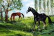 Cavalli_Stupinigi_A